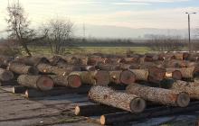 KOMUNIKAT Z WYNIKAMI XXII SUBMISJI DREWNA SZCZEGÓLNEGO