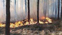 Pożary nadal niszczą lasy. Jednak jest ich mniej niż 30 lat temu