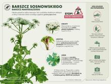 UWAGA! BARSZCZ SOSNOWSKIEGO